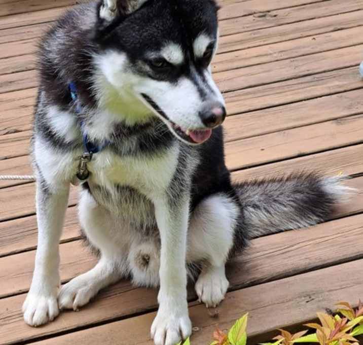 Photo of Nikko