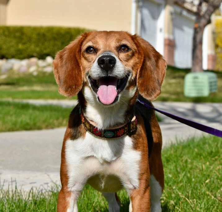 Photo of Bailey