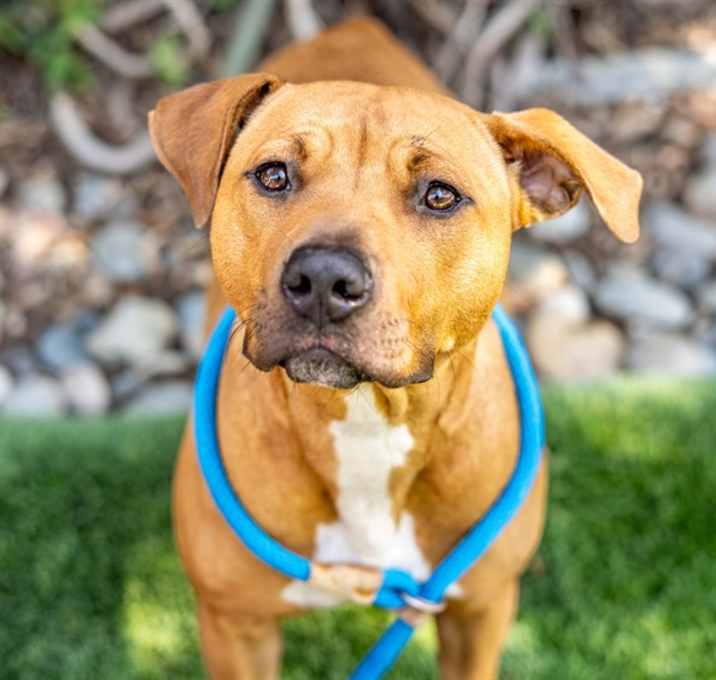 Photo of CARAMEL