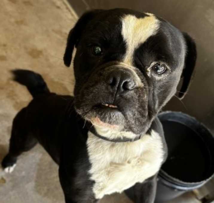 Photo of DEX