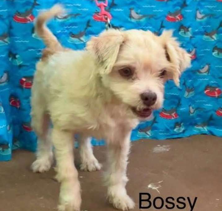 Photo of Bozzy