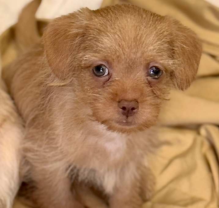 Photo of Shayla-Yorkie/Maltipoo Puppy