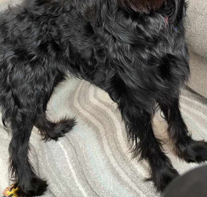 Photo of Poppy