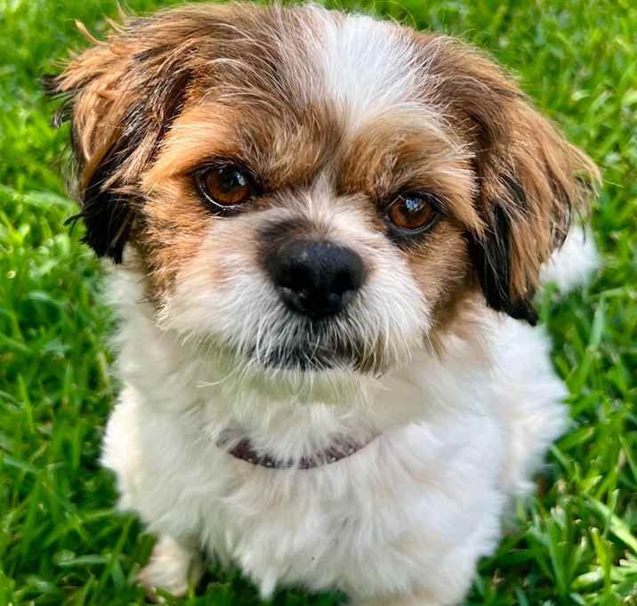 Photo of Leo