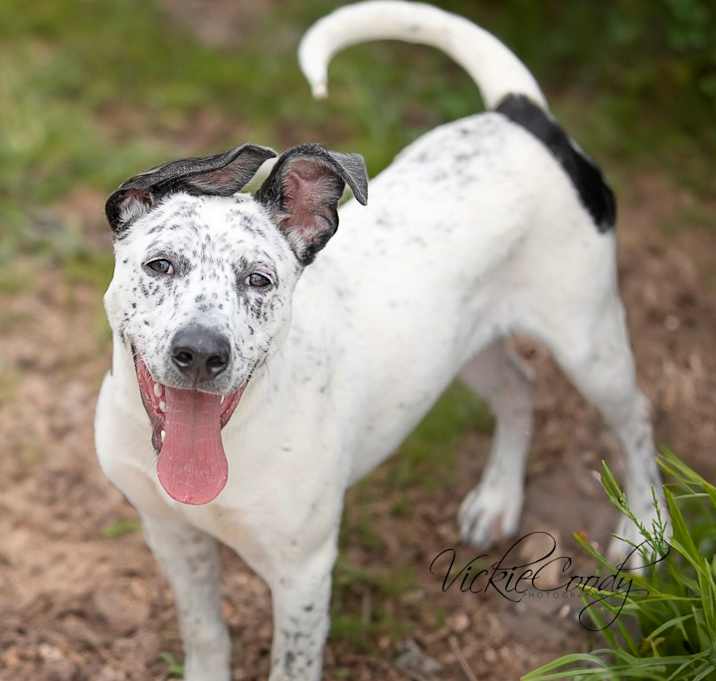 Photo of Oreo