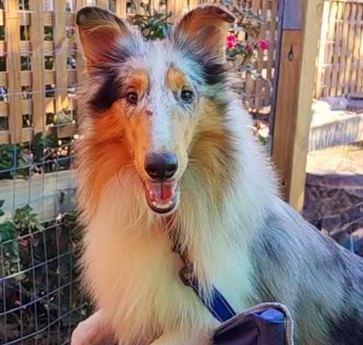 Photo of Maya small rough collie