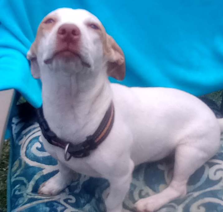 Photo of Honey Boy