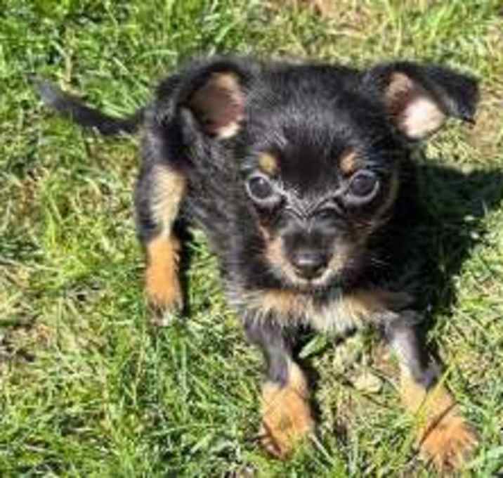 Photo of Missy