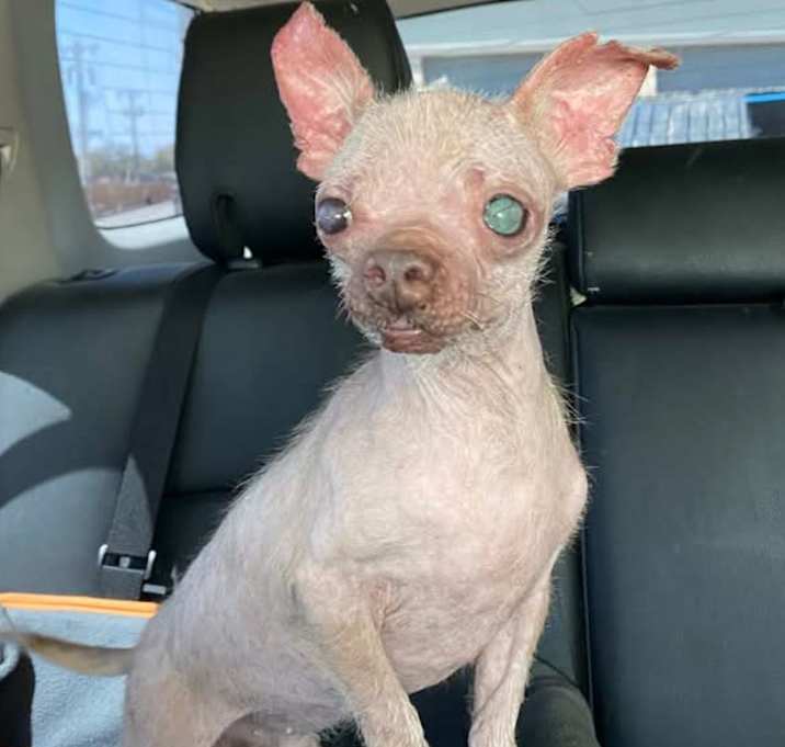 Photo of Morph