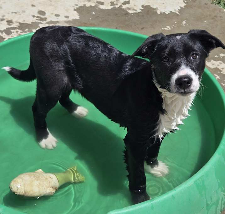Photo of Roxy
