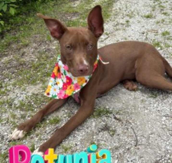 Photo of Petunia 121997