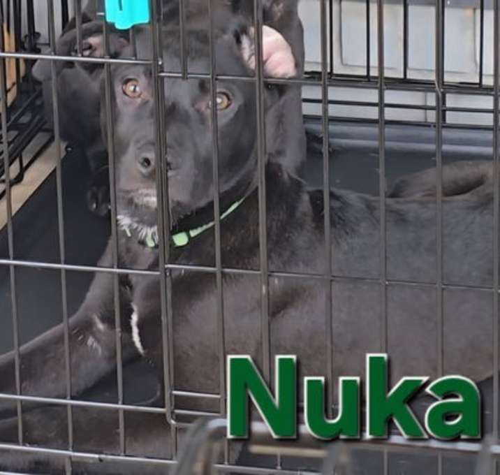 Photo of Nuka