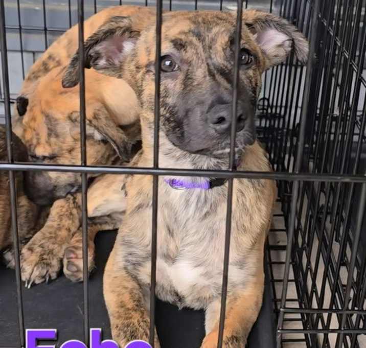 Photo of Echo