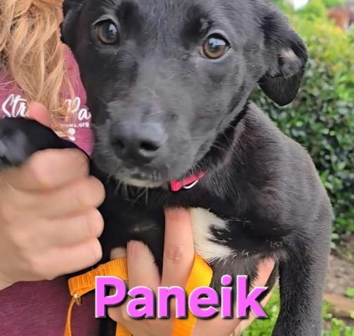 Photo of Paneik