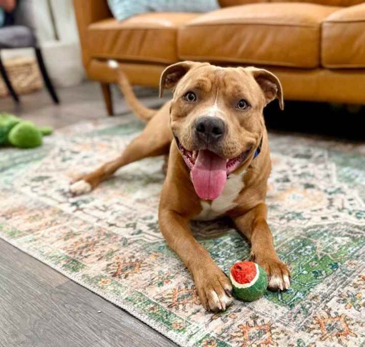 Photo of Bubba WUBBA  wins hearts and steals kisses