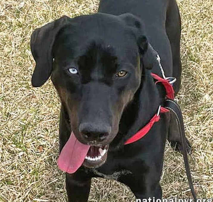 Photo of McGraw in OH - Sweet & Loves Attention!