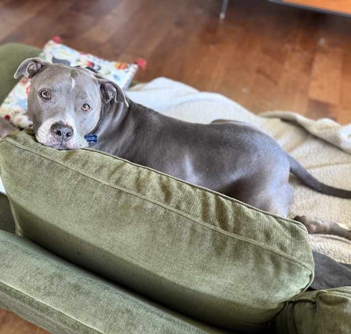 Photo of Cannoli