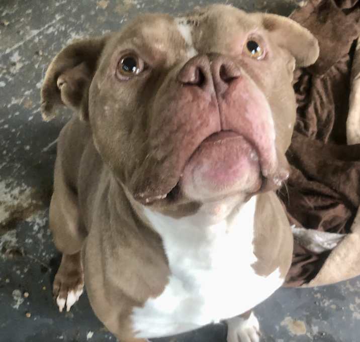 Photo of Brutus