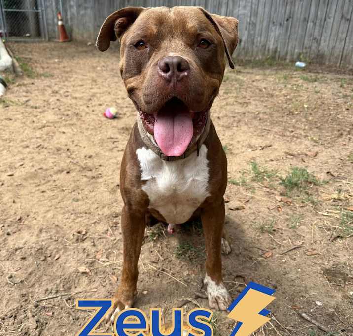 Photo of Zeus