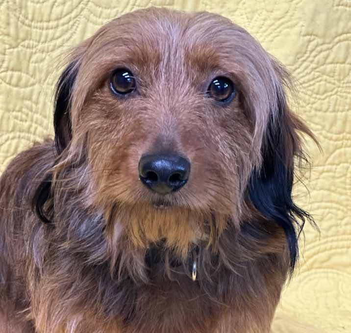 Photo of Odie 
