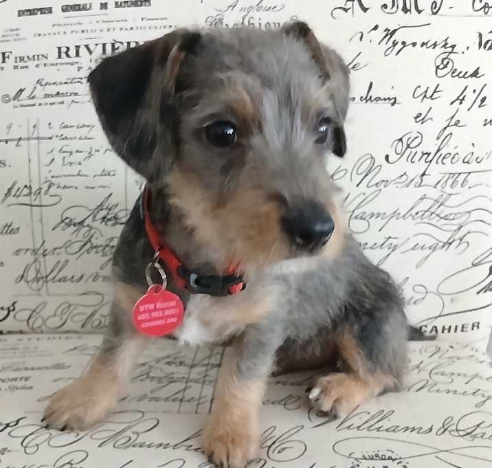 Photo of Tex