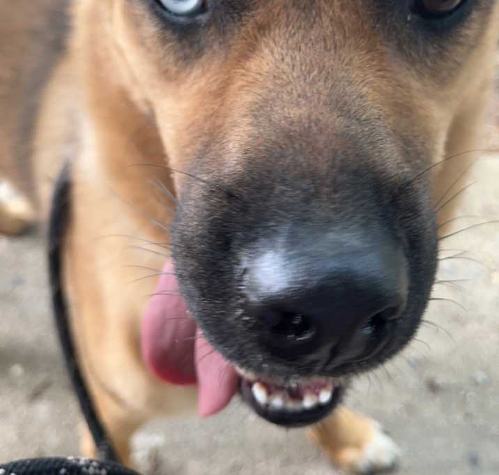 Photo of Tobi