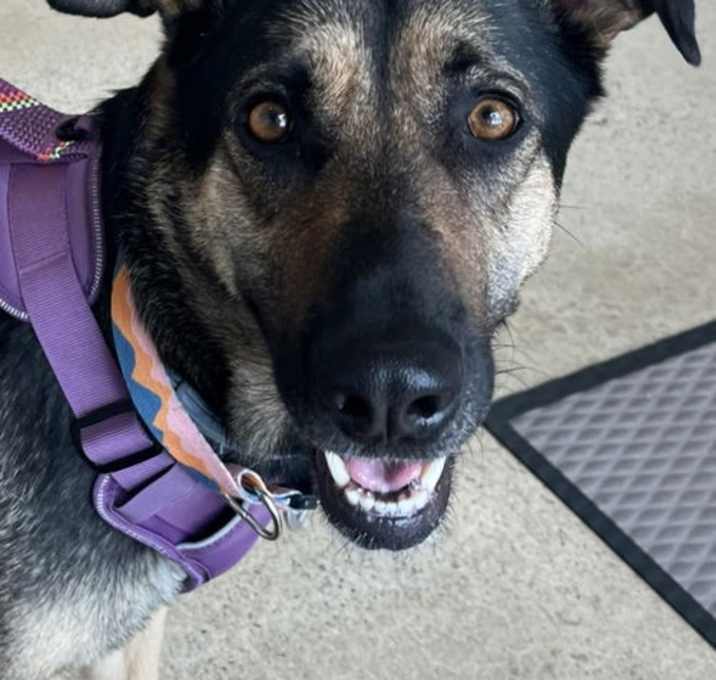 Photo of Honey (Courtesy Post)
