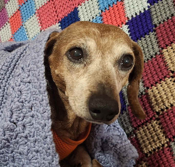 Photo of Bluebell