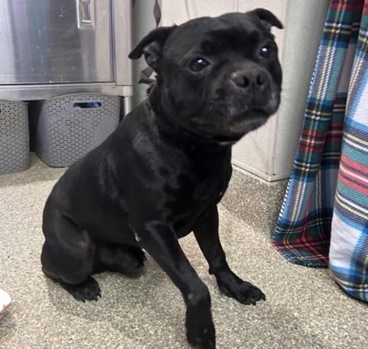 Photo of Onyx