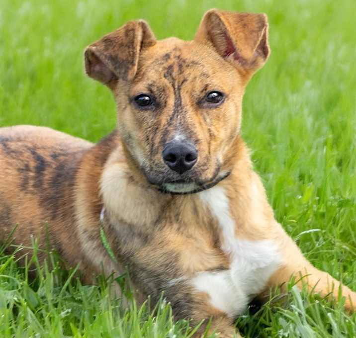 Photo of BONGO