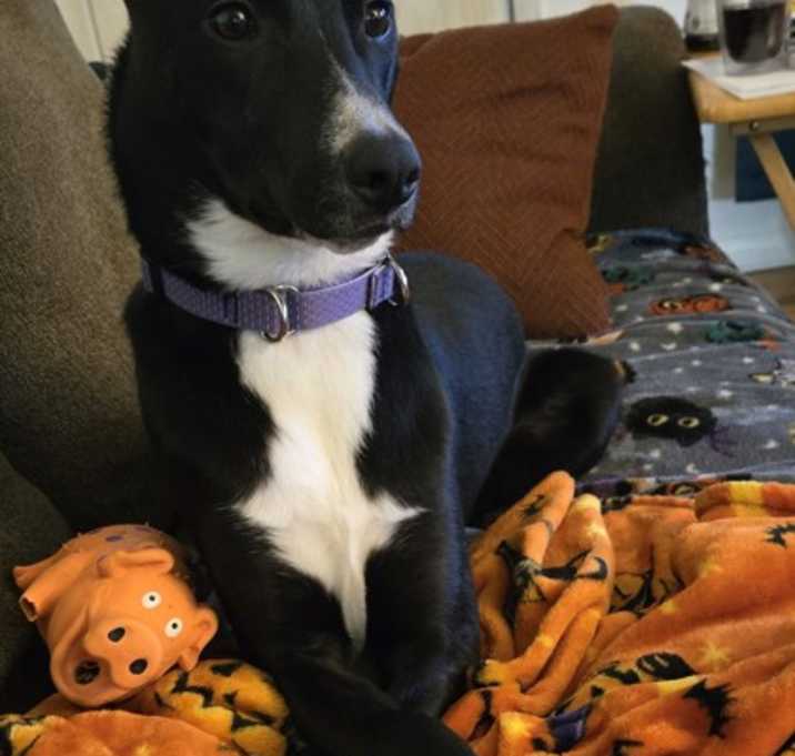 Photo of SKYLAR