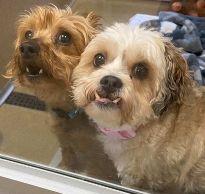 Photo of ROXIE & Bentley - Bonded Pair