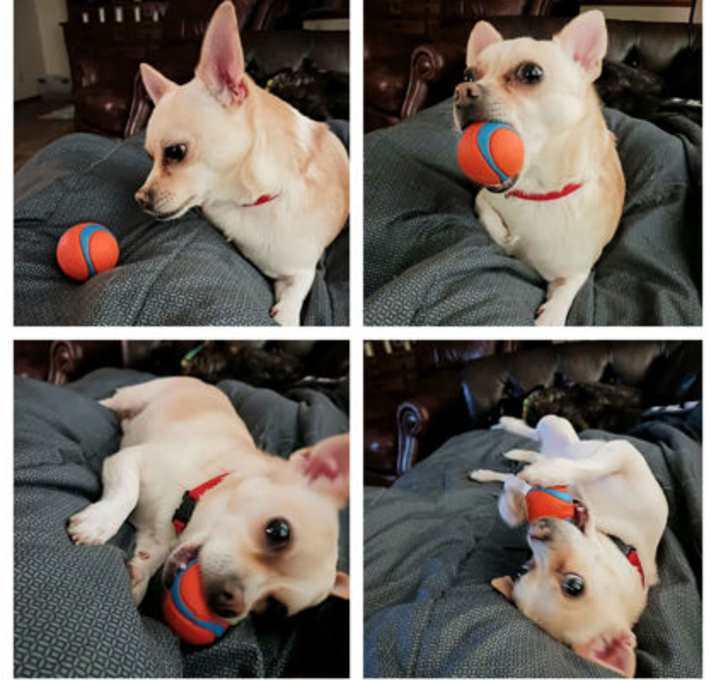 Photo of Butter Bug