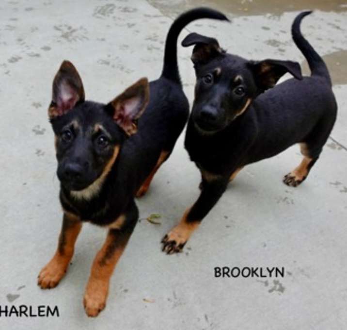 Photo of Harlem