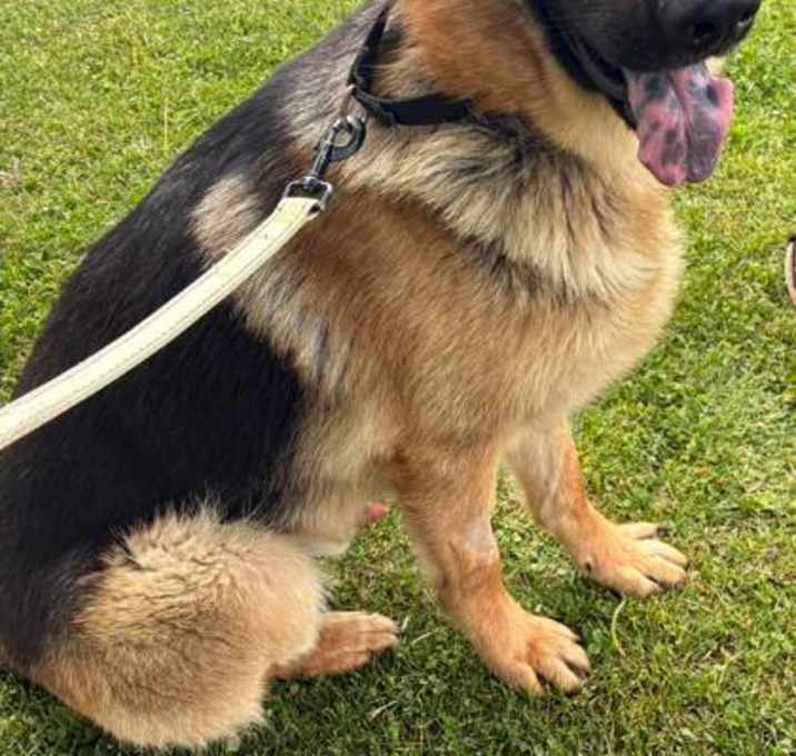 Photo of Shep