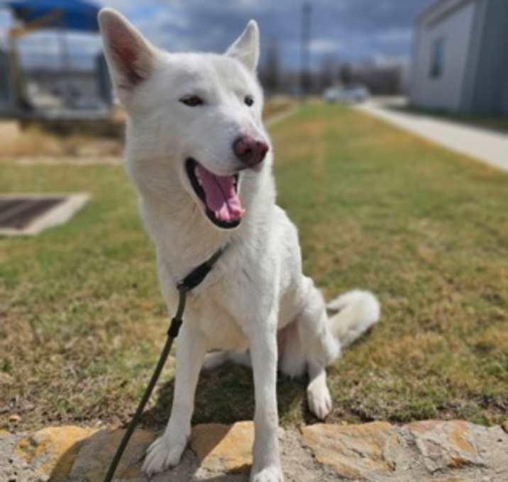 Photo of Scout