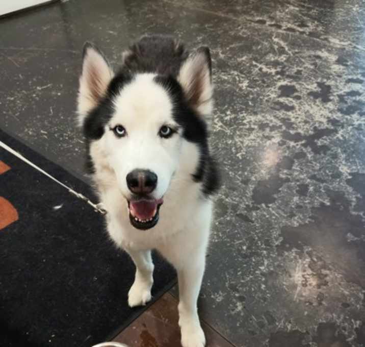 Photo of Bolt