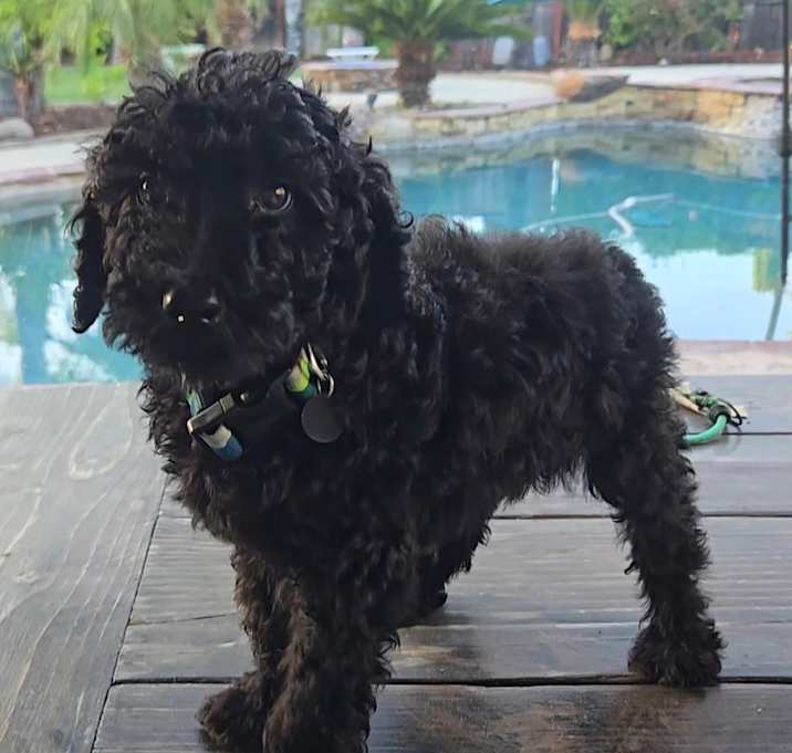 Photo of Farm Puppy Maren