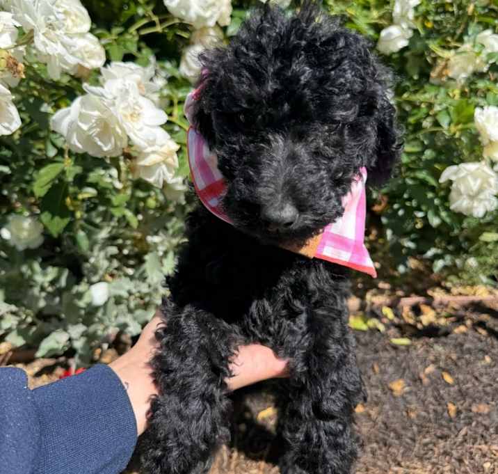 Photo of Farm Puppy Martina