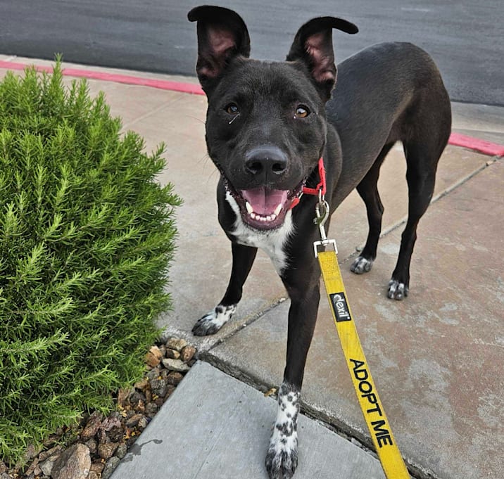 Photo of Deuce