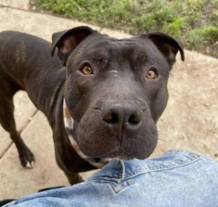 Photo of Pumpernickel