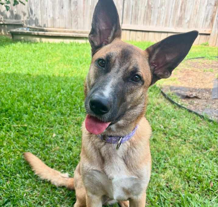 Photo of Buttercup