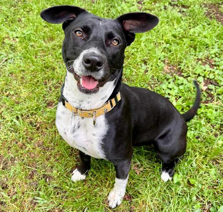 Photo of Boo