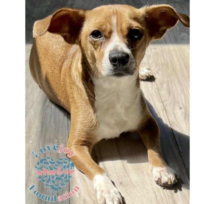 Photo of Daisy