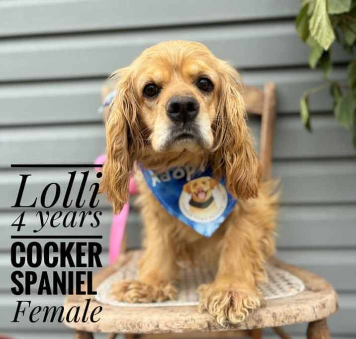 Photo of Lolli