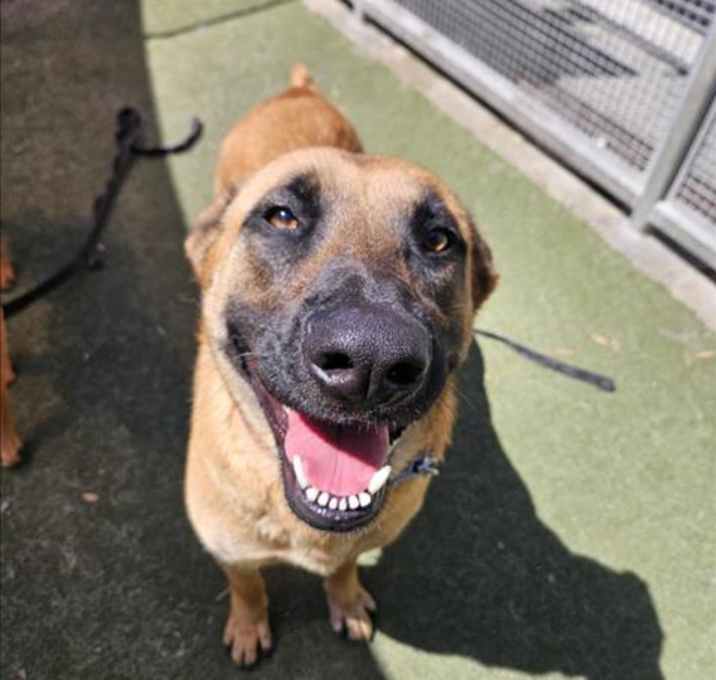 Photo of BROWNIE