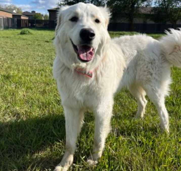 Photo of Gaucho