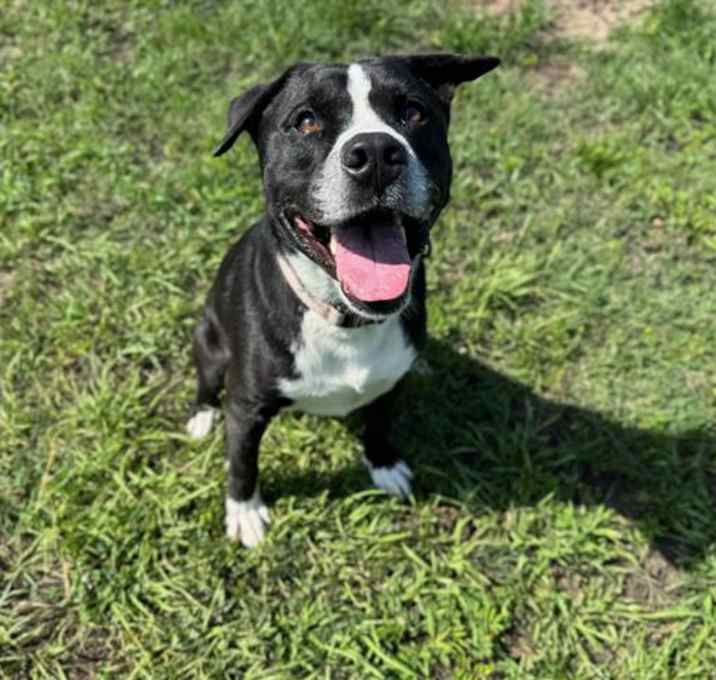 Photo of DEXTER