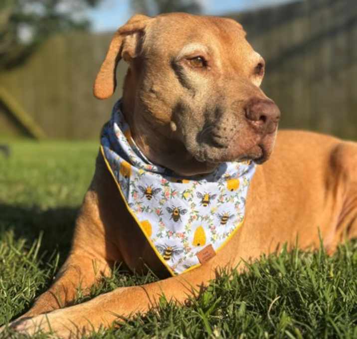 Photo of Honey
