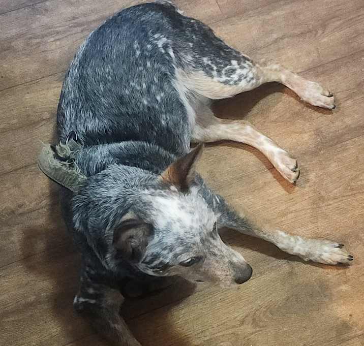 Photo of Lily